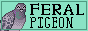feral pigeon button